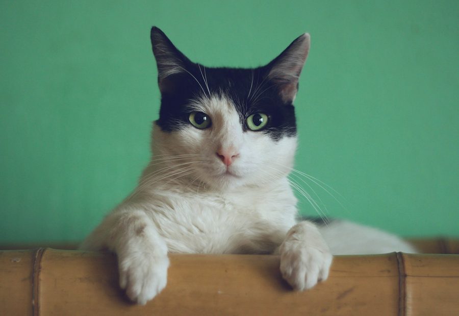 Tabby cat resting indoors