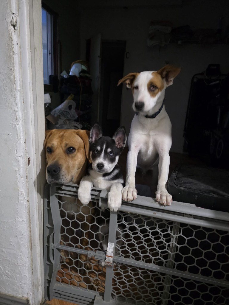 Three dogs looking over a pet gate